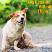 Dog Eczema, Eczema on Dogs, Eczema in Dogs, Dog with Eczema